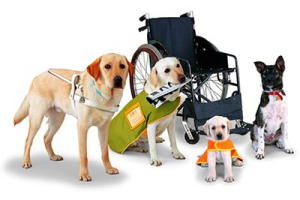 all types of service dogs