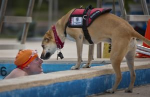 service dog for ms