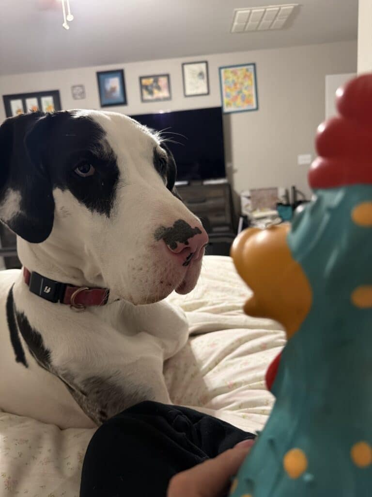 Lylly Belle — verified USAR review by Erin C.