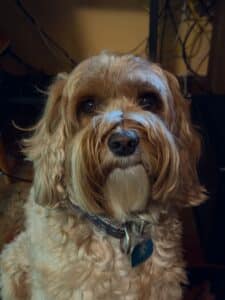 Roxie