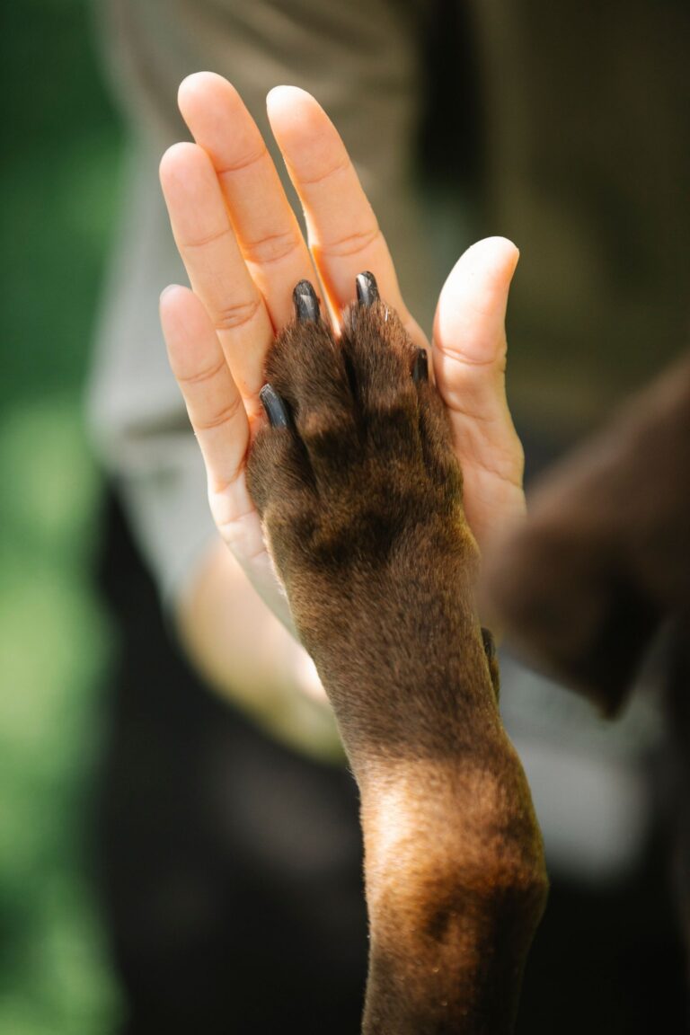 Anxiety Interruption — online service dog training course