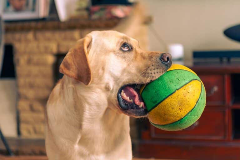 Medication Retrieval — online service dog training course
