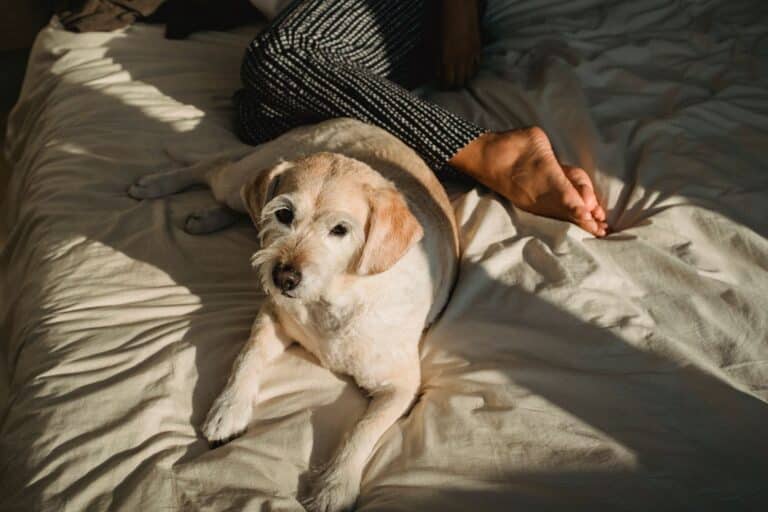 Nightmare Interruption — online service dog training course