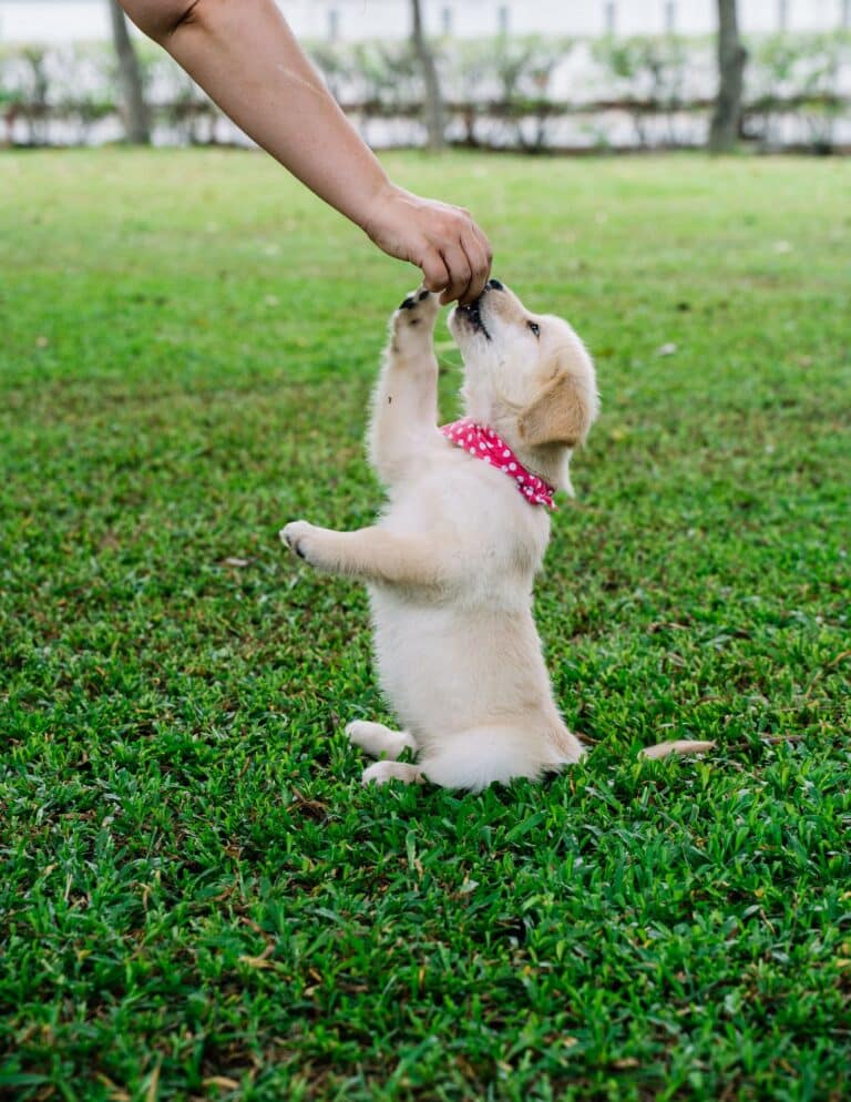 Puppy to Partner — online service dog training course