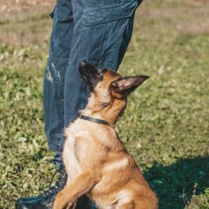 German Shepherd sitting in heel position beside its handler during training