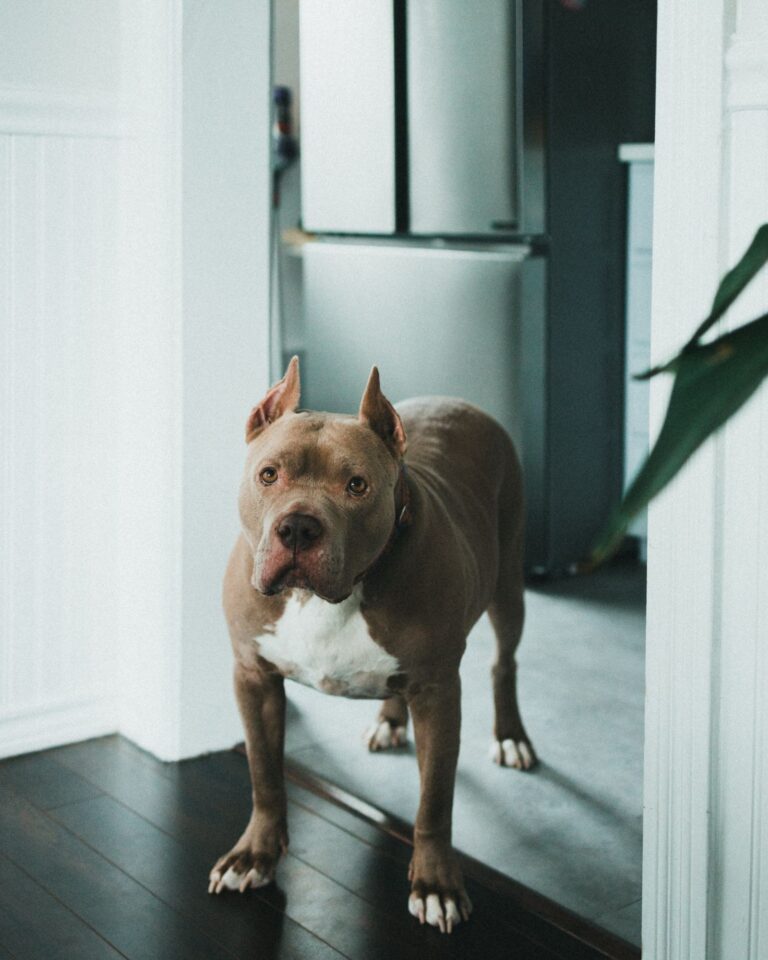 Sound Alert — online service dog training course